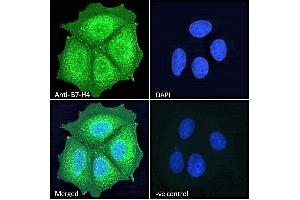 ABIN334524 Immunofluorescence analysis of paraformaldehyde fixed MCF7 cells, permeabilized with 0. (VTCN1 抗体  (Internal Region))