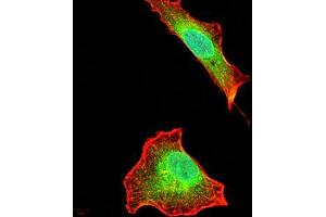 Immunofluorescence analysis of A549 cells using AIM2 mouse mAb (green).