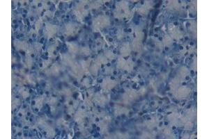 Immunohistochemistry (IHC) image for anti-Glutathione S-Transferase omega 1 (GSTO1) (AA 24-233) antibody (ABIN7432229)