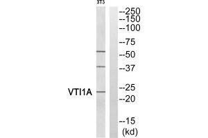 Western blot analysis of extracts from 3T3 cells, using VTI1A antibody. (VTI1A 抗体  (Internal Region))