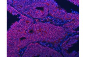 IF analysis of Septin 2/SEPTIN2 using anti-Septin 2/SEPTIN2 antibody (ABIN7599275). (Septin 2 抗体  (AA 1-326))