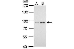 Western Blotting (WB) image for anti-Signal Transducer and Activator of Transcription 3 (Acute-Phase Response Factor) (STAT3) (C-Term) antibody (ABIN2855865)