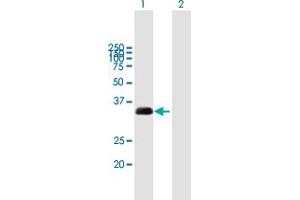 Western Blot analysis of TXNDC1 expression in transfected 293T cell line by TXNDC1 MaxPab polyclonal antibody. (TMX1 抗体  (AA 1-280))