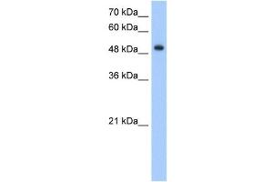 DNER antibody (20R-1277) used at 0. (DNER 抗体  (Middle Region))