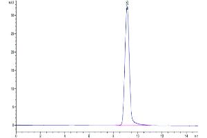 Size-exclusion chromatography-High Pressure Liquid Chromatography (SEC-HPLC) image for Carbonic Anhydrase 12 (CA12) (AA 25-299) protein (His tag) (ABIN7274032)