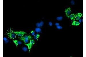 Anti-SIRT5 mouse monoclonal antibody (ABIN2454822) immunofluorescent staining of COS7 cells transiently transfected by pCMV6-ENTRY SIRT5 (RC200189). (SIRT5 抗体)