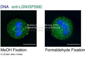 GPSM2 antibody - N-terminal region  in human cell lines with GFP-LGN fusion using Immunofluorescence. (GPSM2 抗体  (N-Term))