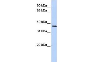 WB Suggested Anti-FBXO8 Antibody Titration: 0. (FBXO8 抗体  (Middle Region))