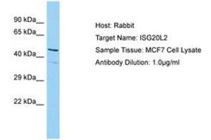 Image no. 1 for anti-Interferon Stimulated Exonuclease Gene 20kDa-Like 2 (ISG20L2) (AA 115-164) antibody (ABIN6750203) (ISG20L2 抗体  (AA 115-164))