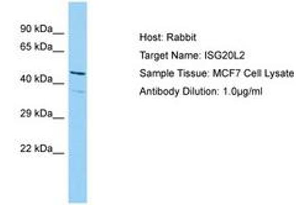 ISG20L2 抗体  (AA 115-164)