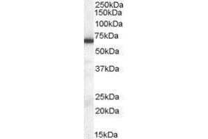 Western Blotting (WB) image for E74-Like Factor 1 (Ets Domain Transcription Factor) (ELF1) peptide (ABIN368799) (E74-Like Factor 1 (Ets Domain Transcription Factor) (ELF1) Peptide)