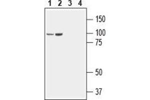 Western blot analysis of rat (lanes 1 and 3) and mouse (lanes 2 and 4) brain lysate: - 1,2. (Neuroligin 3 抗体  (Extracellular, N-Term))