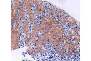 IHC-P analysis of Mouse Kidney Tissue, with DAB staining. (S100B 抗体  (AA 1-92))