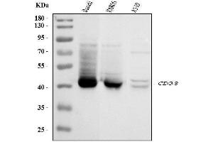 Western blot analysis of CD38 using anti-CD38 antibody (ABIN7602815).