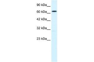 KCNN2 antibody used at 1. (KCNN2 抗体  (C-Term))