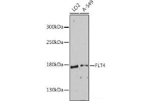 Western blot analysis of extracts of various cell lines using FLT4 Polyclonal Antibody at dilution of 1:1000. (FLT4 抗体)