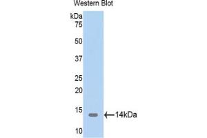 Western blot analysis of the recombinant protein. (TRX2 抗体  (AA 60-166))