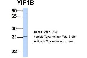 Host:  Rabbit  Target Name:  YIF1B  Sample Type:  Human Fetal Brain  Antibody Dilution:  1. (YIF1B 抗体  (Middle Region))