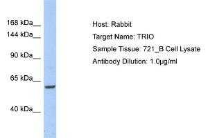 Host: Rabbit Target Name: TRIO Sample Type: 721_B Whole Cell lysates Antibody Dilution: 1. (TRIO 抗体  (C-Term))
