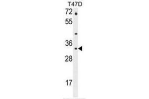 CTSZ Antibody (N-term) western blot analysis in T47D cell line lysates (35µg/lane). (Cathepsin Z 抗体  (N-Term))