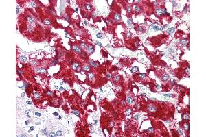 Anti-BAG1 antibody IHC of human adrenal.