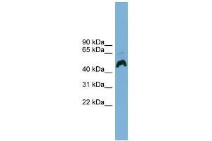 anti-ATPase, H+ Transporting, Lysosomal Accessory Protein 1 (ATP6AP1) (Middle Region) antibody