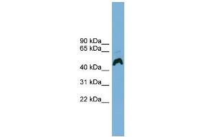 WB Suggested Anti-ATP6AP1 Antibody Titration:  0. (ATP6AP1 抗体  (Middle Region))
