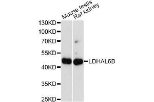 Western blot analysis of extracts of various cell lines, using LDHAL6B antibody. (LDHAL6B 抗体)