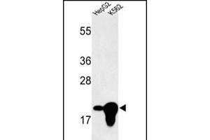 Western blot analysis of BIN3 Antibody (N-term) (ABIN652742 and ABIN2842491) in HepG2, K562 cell line lysates (35 μg/lane). (BIN3 抗体  (N-Term))
