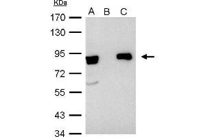IP Image Ku80(XRCC5) antibody immunoprecipitates Ku80 protein in IP experiments. (X-Ray Repair Cross Complementing 5 抗体)