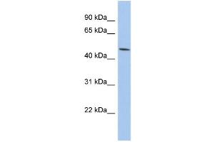 WB Suggested Anti-PTGER3 Antibody Titration:  0. (PTGER3 抗体  (Middle Region))