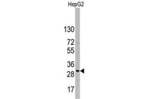 Image no. 1 for anti-CD9 (CD9) (Middle Region) antibody (ABIN357005) (CD9 抗体  (Middle Region))