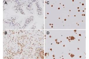 Immunohistochemistry analysis using Rabbit Anti-TLR4 Polyclonal Antibody . (TLR4 抗体  (AA 420-435) (PerCP))