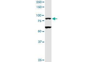 Western Blotting (WB) image for anti-T-Cell Activation rho GTPase-Activating Protein (TAGAP) (AA 1-731) antibody (ABIN530429)
