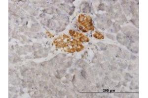 Image no. 1 for anti-Vesicle-Associated Membrane Protein 1 (Synaptobrevin 1) (VAMP1) (AA 28-97) antibody (ABIN598952) (VAMP1 抗体  (AA 28-97))