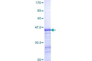 KIF11 Protein (AA 947-1056) (GST tag)