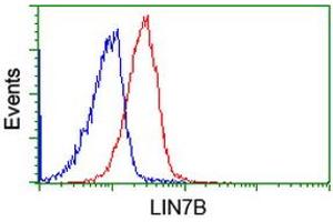 Flow cytometric Analysis of Jurkat cells, using anti-LIN7B antibody (ABIN2453853), (Red), compared to a nonspecific negative control antibody, (Blue). (LIN7B 抗体)