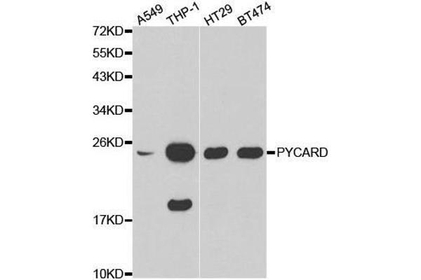 PYCARD 抗体  (AA 50-195)
