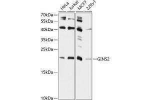 Western blot analysis of extracts of various cell lines, using GINS2 antibody (ABIN6131700, ABIN6141087, ABIN6141088 and ABIN6224916) at 1:1000 dilution. (GINS2 抗体  (AA 1-185))