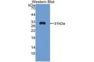 Western Blotting (WB) image for anti-Follistatin (FST) (AA 35-283) antibody (ABIN3208716) (Follistatin 抗体  (AA 35-283))