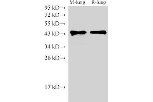 Western Blot analysis of Mouse lung and Rat lung using CD38 Polyclonal Antibody at dilution of 1:1000 (CD38 抗体)