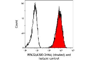 anti-Replication Protein A2, 32kDa (RPA2) (C-Term) antibody