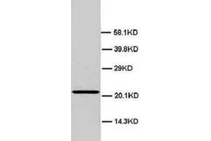 HMGB4 抗体  (N-Term)
