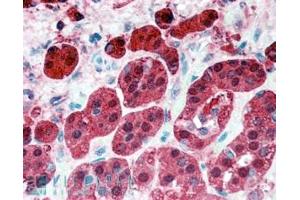 ABIN185729 (5µg/ml) staining of paraffin embedded Human Adrenal Gland. (PEBP1 抗体  (Internal Region))