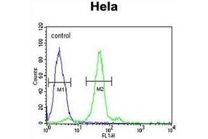 Flow cytometric analysis of Hela cells using Folate receptor alpha Antibody (N-term) Cat. (FOLR1 抗体  (N-Term))