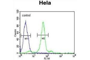 Flow cytometric analysis of Hela cells using Folate receptor alpha Antibody (N-term) Cat.
