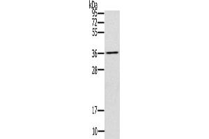 Gel: 10 % SDS-PAGE, Lysate: 40 μg, Lane: Mouse liver tissue, Primary antibody: ABIN7192980(UBXN2A Antibody) at dilution 1/200, Secondary antibody: Goat anti rabbit IgG at 1/8000 dilution, Exposure time: 10 seconds (UBXN2A 抗体)