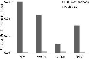 Chromatin immunoprecipitation analysis extracts of 293 cell line, using Monomethyl-Histone H3-K9 antibody (ABIN5969805) and rabbit IgG. (Histone 3 抗体  (H3K9me))