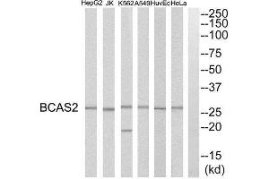 Western Blotting (WB) image for anti-Breast Carcinoma Amplified Sequence 2 (BCAS2) (C-Term) antibody (ABIN1850942) (BCAS2 抗体  (C-Term))