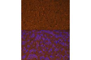 Immunofluorescence analysis of mouse brain using Calmodulin 1/2/3 Rabbit mAb (ABIN1680490, ABIN3019260, ABIN3019261 and ABIN7101739) at dilution of 1:100 (40x lens). (Calmodulin 1 抗体)